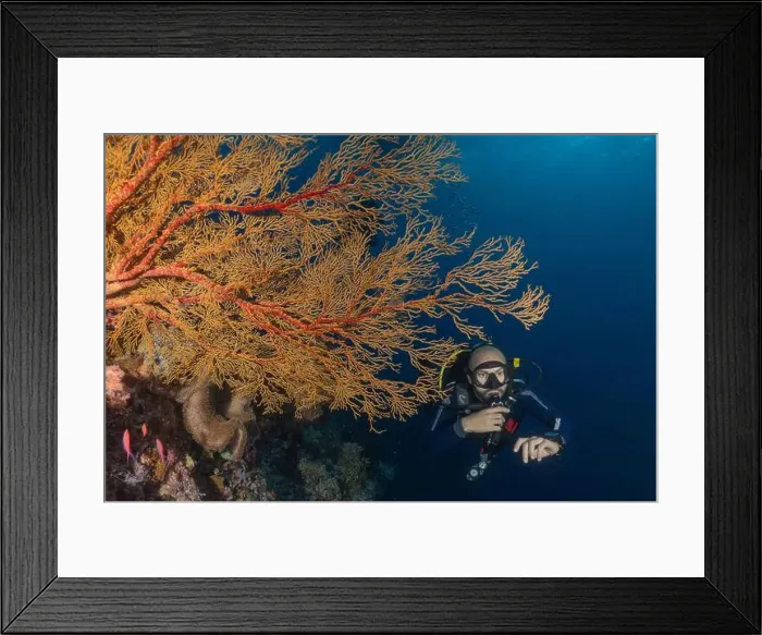 Framed Print : Coral reef and water plants at the Tubbataha Reefs, Philippines Framed Print : Coral reef and water plants at the Tubbataha Reefs, Philippines