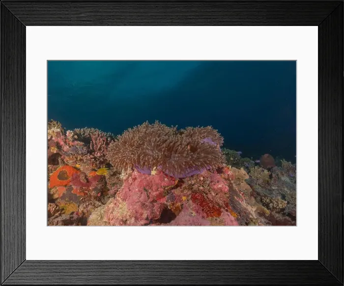 Framed Print : Coral reef and water plants at the Tubbataha Reefs, Philippines Framed Print : Coral reef and water plants at the Tubbataha Reefs, Philippines