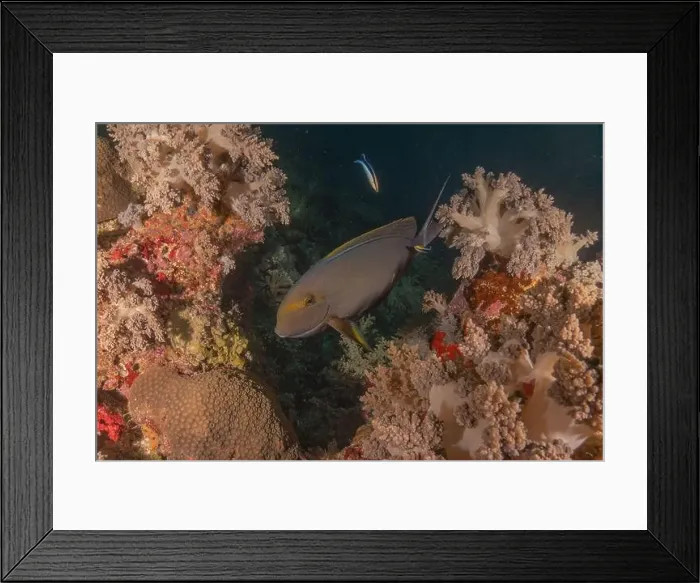 Framed Print : Fish swim at the Tubbataha Reefs national park Philippines