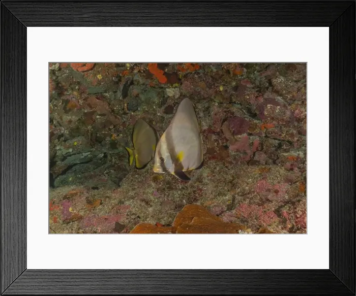 Framed Print : Fish swim at the Tubbataha Reefs national park Philippines Framed Print : Fish swim at the Tubbataha Reefs national park Philippines