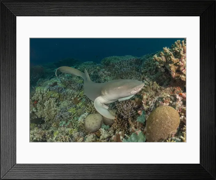 Framed Print : Thresher Shark swimming at the Tubbataha Reefs Philippines Framed Print : Thresher Shark swimming at the Tubbataha Reefs Philippines