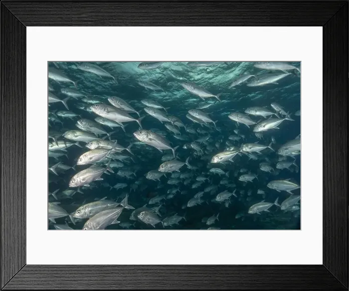Framed Print : Fish swim at the Tubbataha Reefs national park Philippines Framed Print : Fish swim at the Tubbataha Reefs national park Philippines