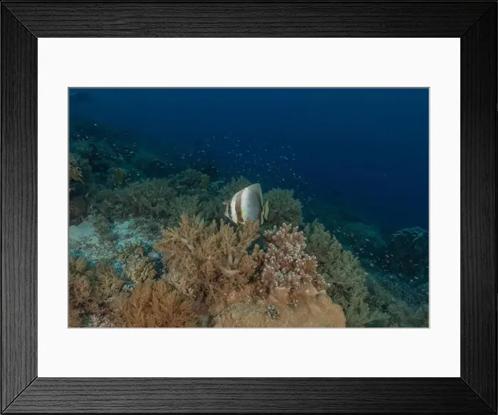 Framed Print : Fish swim at the Tubbataha Reefs national park Philippines Framed Print : Fish swim at the Tubbataha Reefs national park Philippines