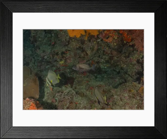 Framed Print : Fish swim at the Tubbataha Reefs national park Philippines