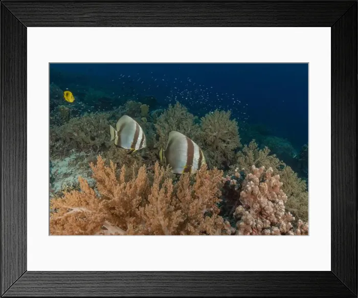 Framed Print : Fish swim at the Tubbataha Reefs national park Philippines Framed Print : Fish swim at the Tubbataha Reefs national park Philippines