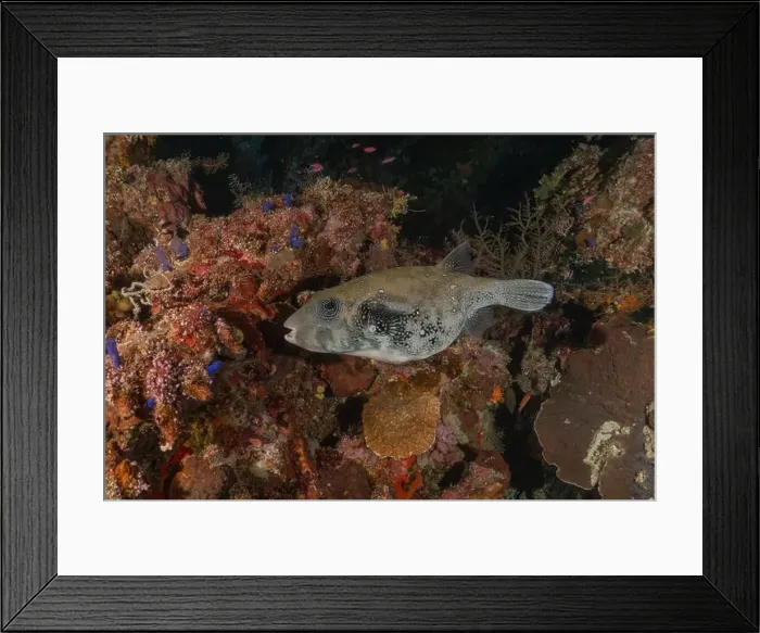 Framed Print : Fish swim at the Tubbataha Reefs national park Philippines Framed Print : Fish swim at the Tubbataha Reefs national park Philippines