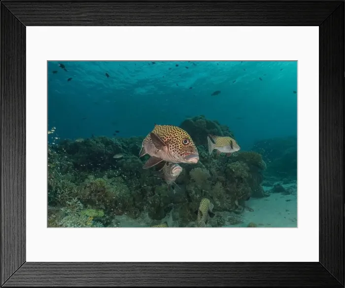 Framed Print : Fish swim at the Tubbataha Reefs national park Philippines Framed Print : Fish swim at the Tubbataha Reefs national park Philippines