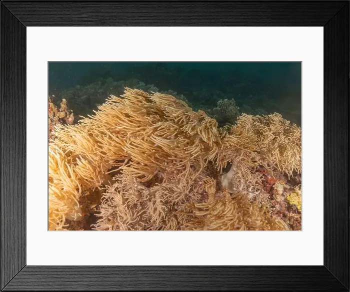 Framed Print : Coral reef and water plants at the Tubbataha Reefs, Philippines Framed Print : Coral reef and water plants at the Tubbataha Reefs, Philippines