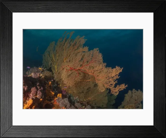 Framed Print : Coral reef and water plants at the Tubbataha Reefs, Philippines Framed Print : Coral reef and water plants at the Tubbataha Reefs, Philippines