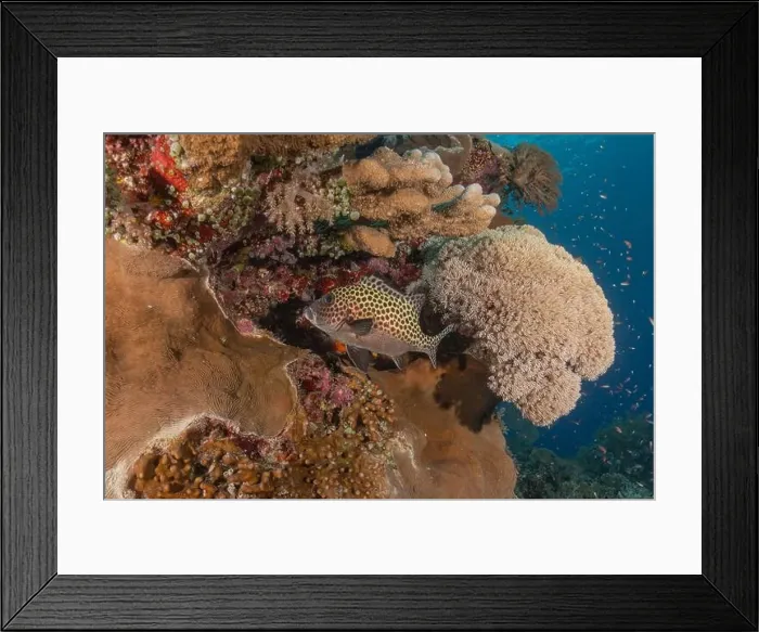 Framed Print : Fish swim at the Tubbataha Reefs national park Philippines Framed Print : Fish swim at the Tubbataha Reefs national park Philippines