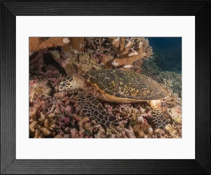 Framed Print : Hawksbill sea turtle at the Tubbataha Reefs national park Philippines Framed Print : Hawksbill sea turtle at the Tubbataha Reefs national park Philippines