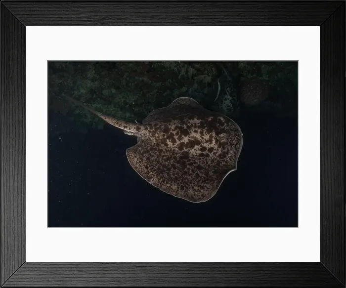 Framed Print : Torpedo sinuspersici On the seabed at the Tubbataha Reefs National Park Philippines