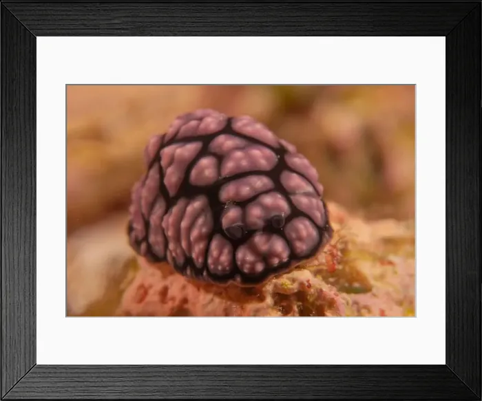 Framed Print : Sea slug at the tubbataha reef national park Philippines Framed Print : Sea slug at the tubbataha reef national park Philippines