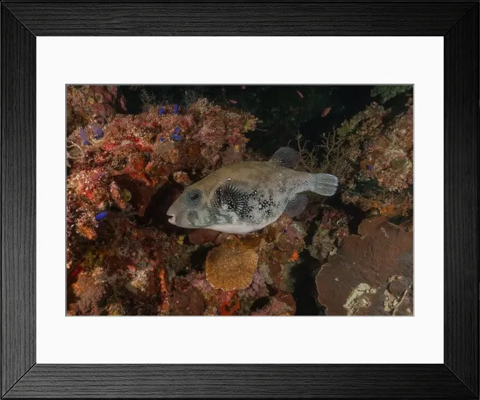Framed Print : Fish swim at the Tubbataha Reefs national park Philippines Framed Print : Fish swim at the Tubbataha Reefs national park Philippines