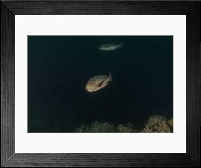 Framed Print : Fish swim at the Tubbataha Reefs national park Philippines Framed Print : Fish swim at the Tubbataha Reefs national park Philippines