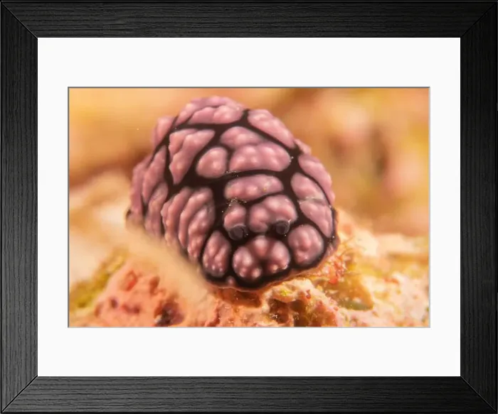Framed Print : Sea slug at the tubbataha reef national park Philippines Framed Print : Sea slug at the tubbataha reef national park Philippines