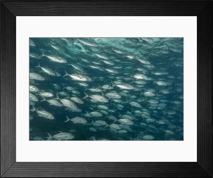 Framed Print : Fish swim at the Tubbataha Reefs national park Philippines Framed Print : Fish swim at the Tubbataha Reefs national park Philippines