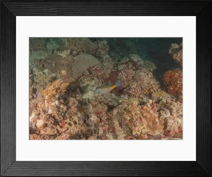 Framed Print : Fish swim at the Tubbataha Reefs national park Philippines Framed Print : Fish swim at the Tubbataha Reefs national park Philippines