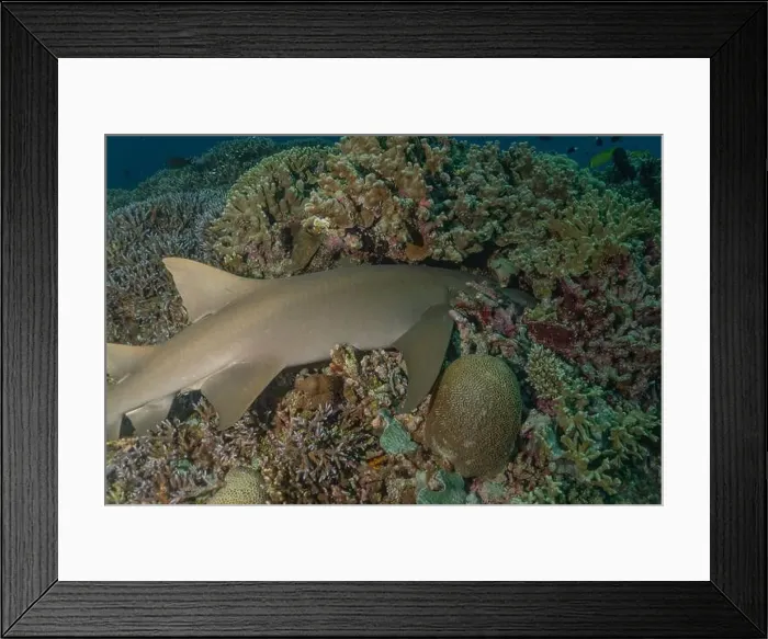 Framed Print : Thresher Shark swimming at the Tubbataha Reefs Philippines Framed Print : Thresher Shark swimming at the Tubbataha Reefs Philippines