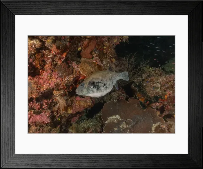 Framed Print : Fish swim at the Tubbataha Reefs national park Philippines Framed Print : Fish swim at the Tubbataha Reefs national park Philippines