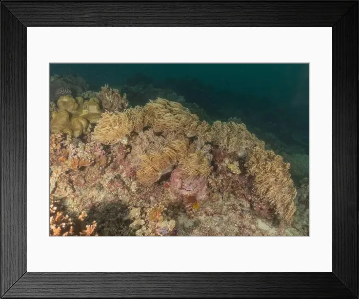 Framed Print : Coral reef and water plants at the Tubbataha Reefs, Philippines Framed Print : Coral reef and water plants at the Tubbataha Reefs, Philippines