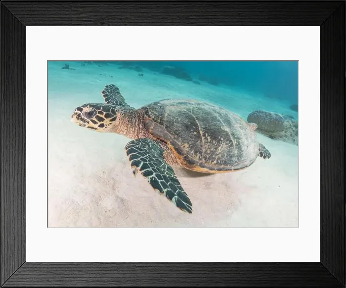 Framed Print : Hawksbill sea turtle at the Tubbataha Reefs national park Philippines Framed Print : Hawksbill sea turtle at the Tubbataha Reefs national park Philippines