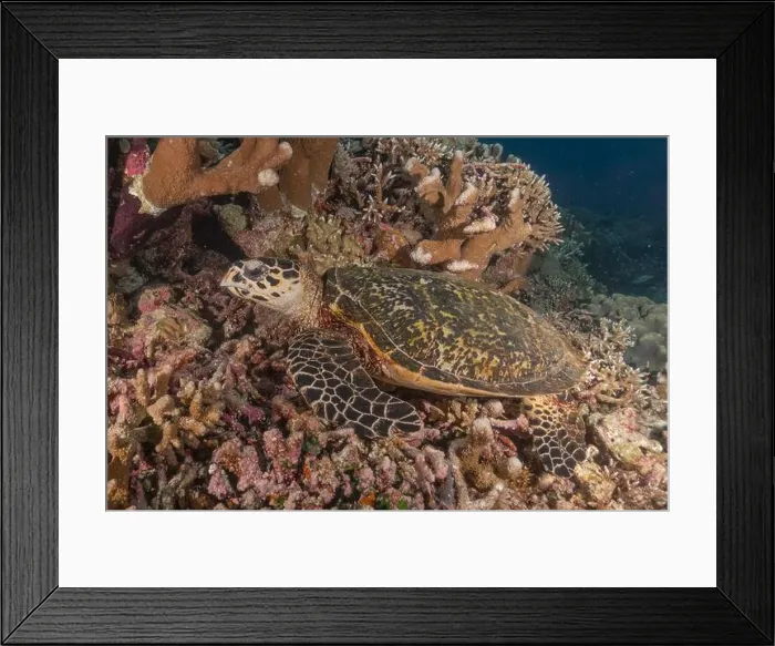 Framed Print : Hawksbill sea turtle at the Tubbataha Reefs national park Philippines Framed Print : Hawksbill sea turtle at the Tubbataha Reefs national park Philippines