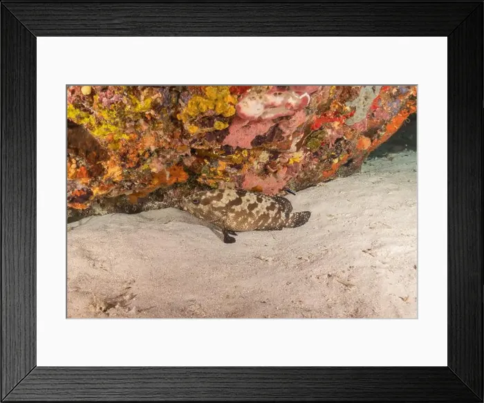 Framed Print : Fish swim at the Tubbataha Reefs national park Philippines Framed Print : Fish swim at the Tubbataha Reefs national park Philippines