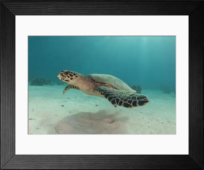 Framed Print : Hawksbill sea turtle at the Tubbataha Reefs national park Philippines Framed Print : Hawksbill sea turtle at the Tubbataha Reefs national park Philippines