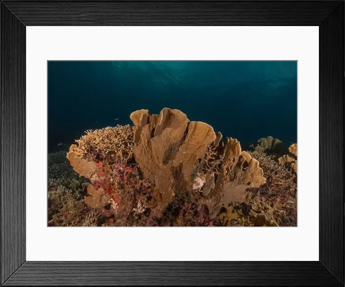 Framed Print : Coral reef and water plants at the Tubbataha Reefs, Philippines Framed Print : Coral reef and water plants at the Tubbataha Reefs, Philippines