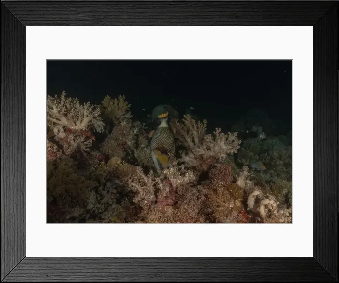 Framed Print : Fish swim at the Tubbataha Reefs national park Philippines Framed Print : Fish swim at the Tubbataha Reefs national park Philippines