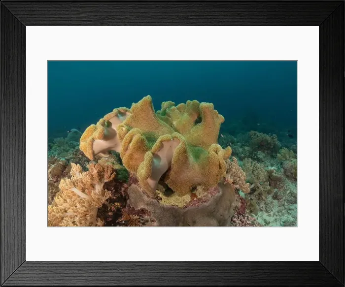 Framed Print : Coral reef and water plants at the Tubbataha Reefs, Philippines Framed Print : Coral reef and water plants at the Tubbataha Reefs, Philippines