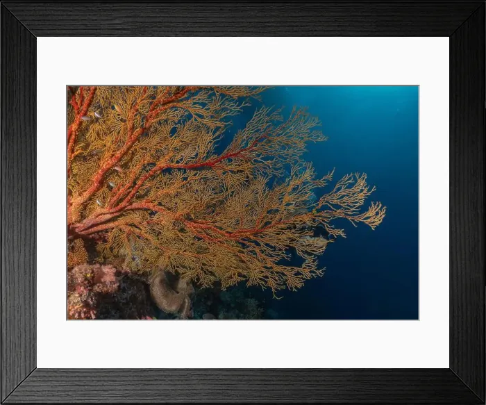 Framed Print : Coral reef and water plants at the Tubbataha Reefs, Philippines Framed Print : Coral reef and water plants at the Tubbataha Reefs, Philippines