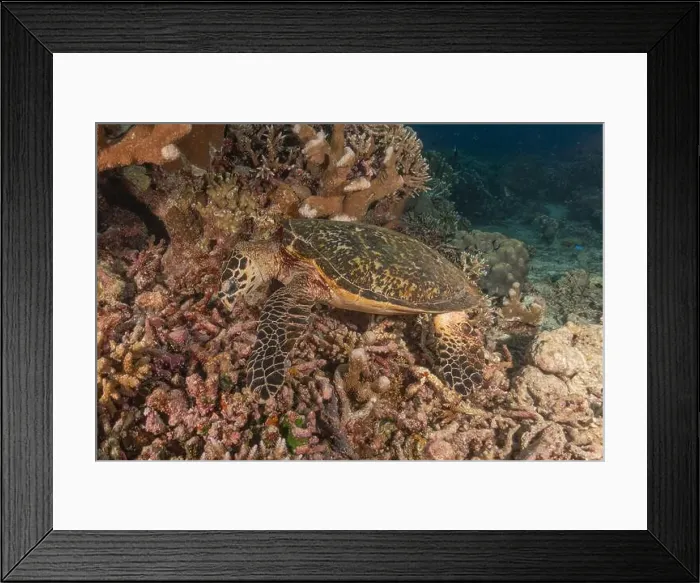 Framed Print : Hawksbill sea turtle at the Tubbataha Reefs national park Philippines Framed Print : Hawksbill sea turtle at the Tubbataha Reefs national park Philippines