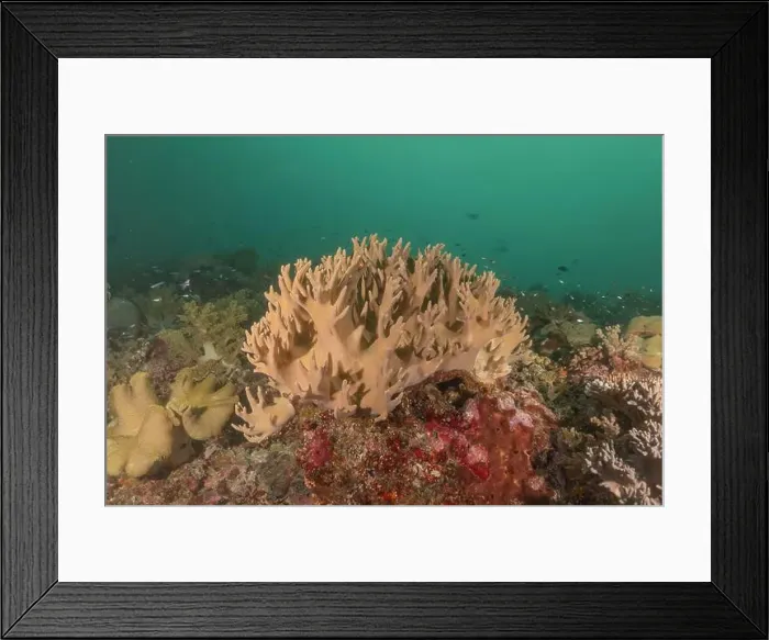 Framed Print : Coral reef and water plants at the Tubbataha Reefs, Philippines Framed Print : Coral reef and water plants at the Tubbataha Reefs, Philippines