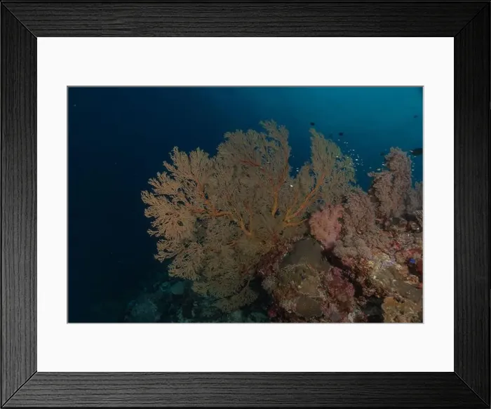 Framed Print : Coral reef and water plants at the Tubbataha Reefs, Philippines Framed Print : Coral reef and water plants at the Tubbataha Reefs, Philippines