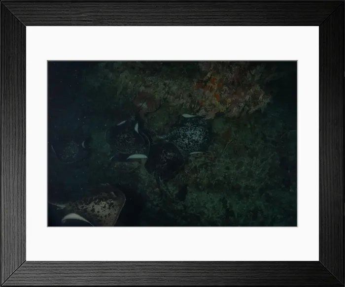 Framed Print : Torpedo sinuspersici On the seabed at the Tubbataha Reefs National Park Philippines Framed Print : Torpedo sinuspersici On the seabed at the Tubbataha Reefs National Park Philippines