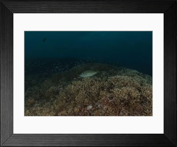 Framed Print : Fish swim at the Tubbataha Reefs national park Philippines Framed Print : Fish swim at the Tubbataha Reefs national park Philippines