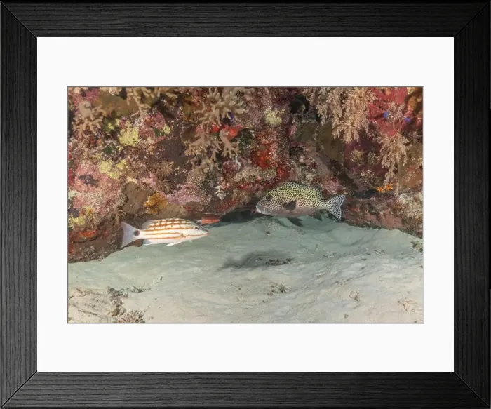 Framed Print : Fish swim at the Tubbataha Reefs national park Philippines Framed Print : Fish swim at the Tubbataha Reefs national park Philippines