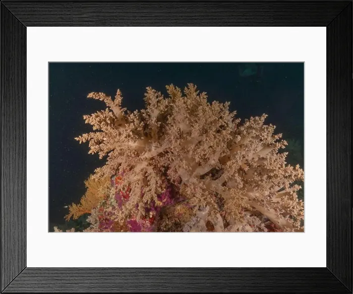 Framed Print : Coral reef and water plants at the Tubbataha Reefs, Philippines