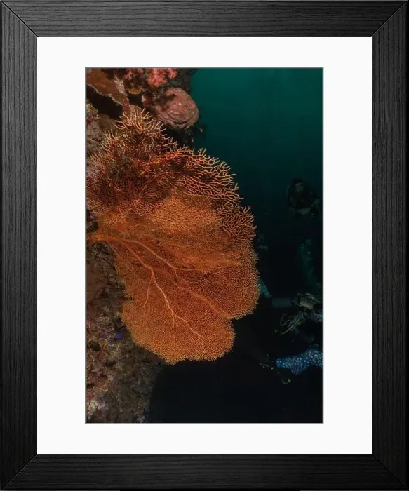 Framed Print : Coral reef and water plants at the Tubbataha Reefs, Philippines
