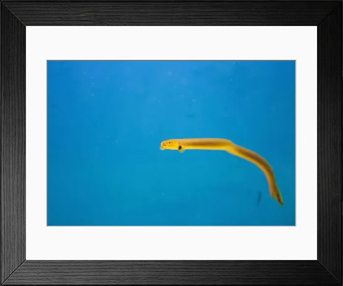 Framed Print : The reedfish, ropefish, or snakefish - (Erpetoichthys calabaricus), photographing in freshwater aquarium tank Framed Print : The reedfish, ropefish, or snakefish - (Erpetoichthys calabaricus), photographing in freshwater aquarium tank