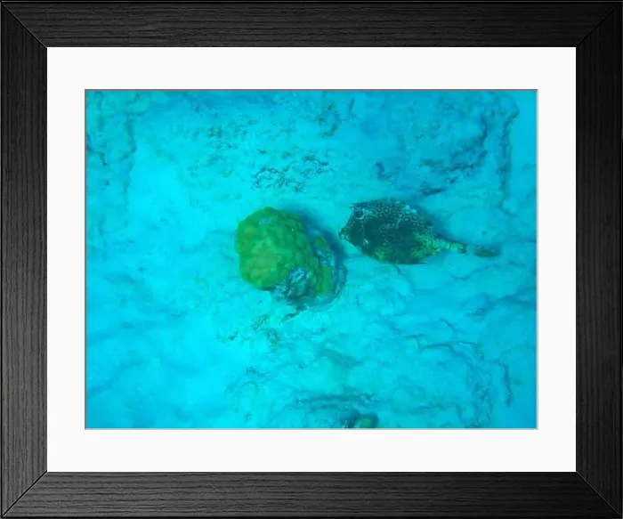 Framed Print : Honeycomb Cowfish (Bienenwaben-Kofferfisch) at damaged coral against sandy seaground (Bonaire, Caribbean Netherlands) Framed Print : Honeycomb Cowfish (Bienenwaben-Kofferfisch) at damaged coral against sandy seaground (Bonaire, Caribbean Netherlands)