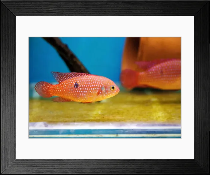 Framed Print : Blood-Red Jewel Cichlid - Hemichromis lifalili Framed Print : Blood-Red Jewel Cichlid - Hemichromis lifalili