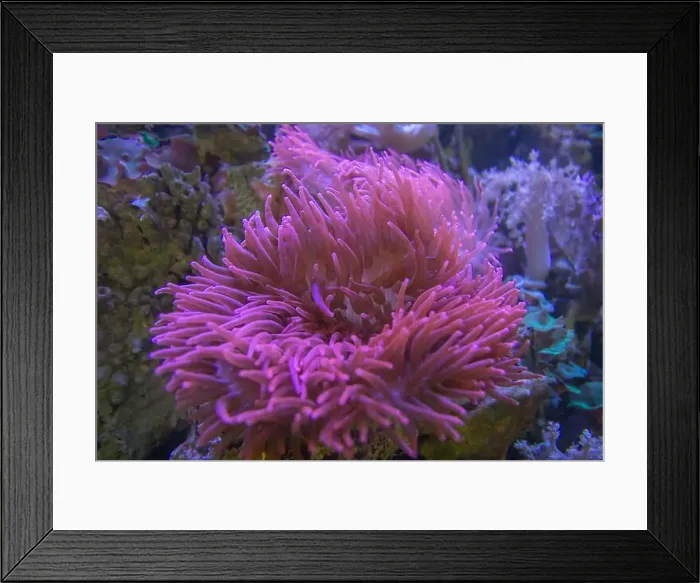 Framed Print : Sea anemone a in marine aquarium. salt water aquarium Framed Print : Sea anemone a in marine aquarium. salt water aquarium
