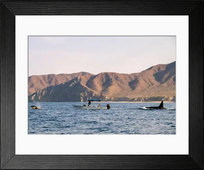 Framed Print : A pod of Killer Whales (Orcinus orca) near tourist boats in the Sea of Cortez, Mexico Framed Print : A pod of Killer Whales (Orcinus orca) near tourist boats in the Sea of Cortez, Mexico
