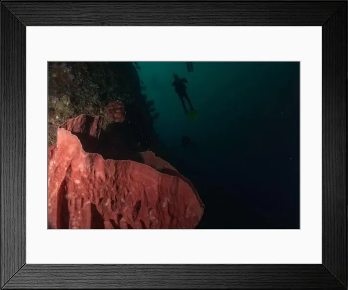 Framed Print : Coral reef and water plants at the Tubbataha Reefs, Philippines Framed Print : Coral reef and water plants at the Tubbataha Reefs, Philippines