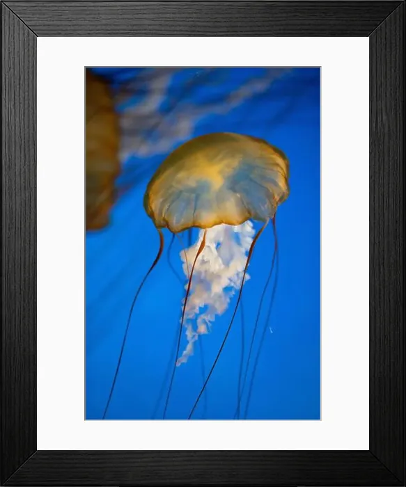 Framed Print : Golden jellyfish gracefully floating in deep blue water Framed Print : Golden jellyfish gracefully floating in deep blue water