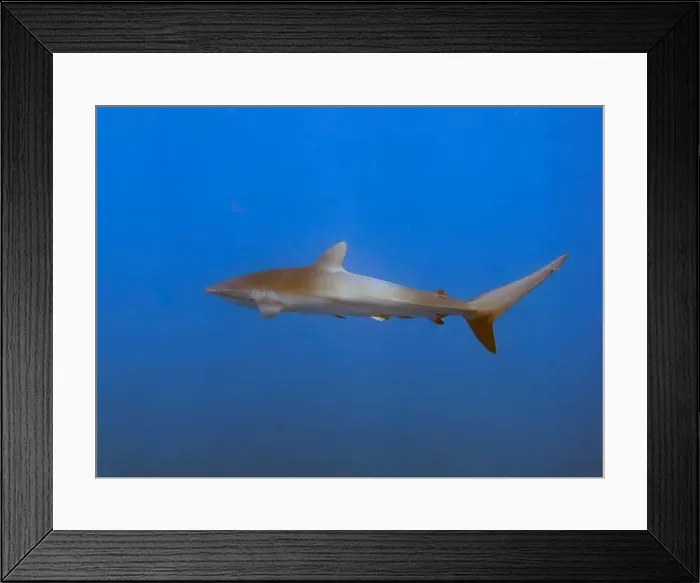 Framed Print : Silky Shark (Carcharhinus falciformis) in the Pacific Ocean, Baja California Sur, Mexico Framed Print : Silky Shark (Carcharhinus falciformis) in the Pacific Ocean, Baja California Sur, Mexico