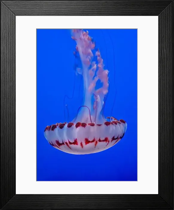 Framed Print : Purple striped jelly fish on blue background Framed Print : Purple striped jelly fish on blue background